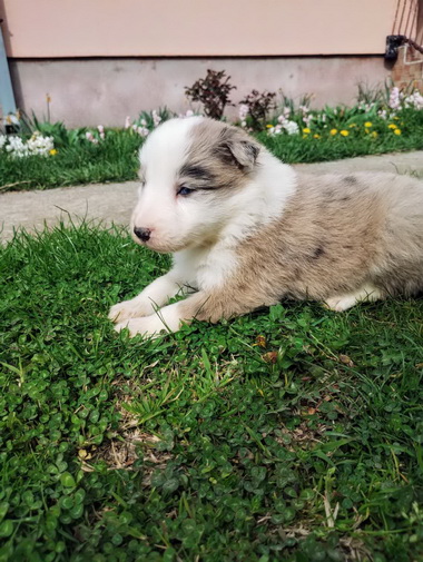 Slika