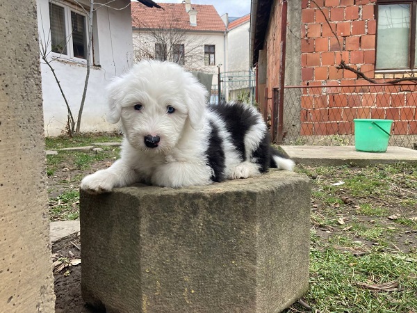 Slika
