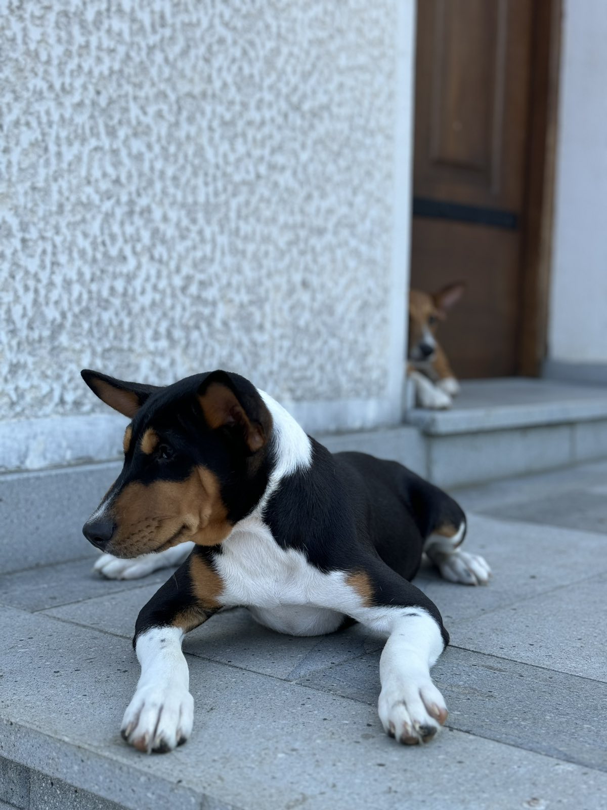 Slika