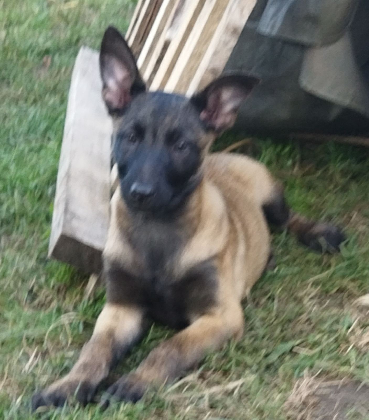 Slika