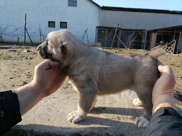 Slika